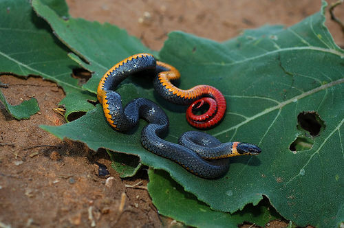 n01728920_ringneck_snake.JPEG