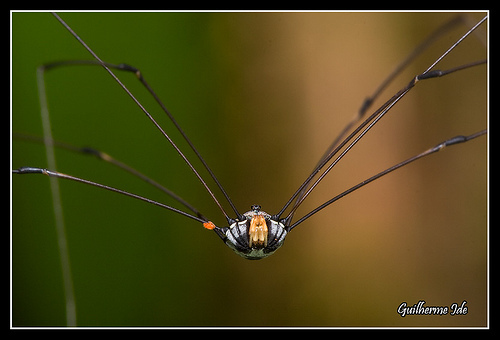 n01770081_harvestman.JPEG