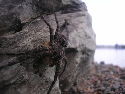 n01775062_wolf_spider.JPEG