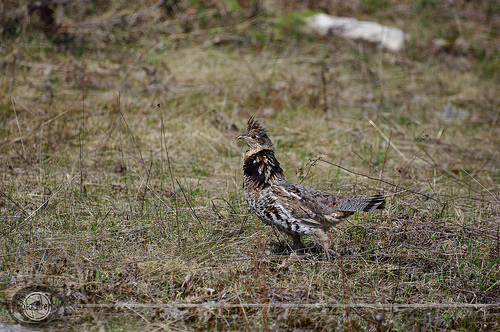 n01797886_ruffed_grouse.JPEG