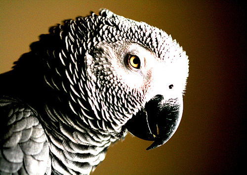 n01817953_African_grey.JPEG