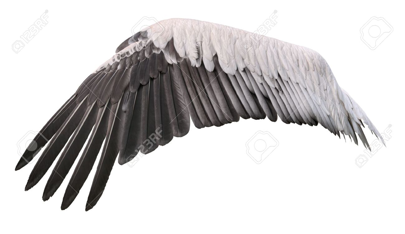 Bird-wing-spread-belongs-to-white-great-pelican.jpg