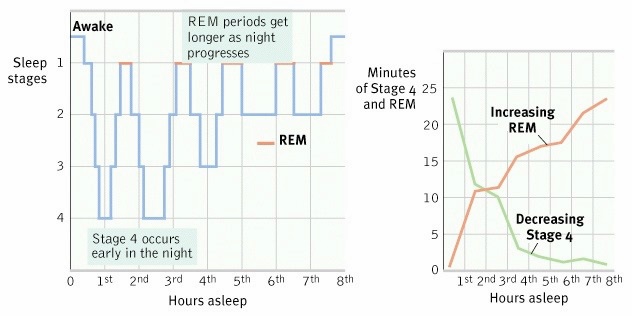 3d_sleepcycle.jpg