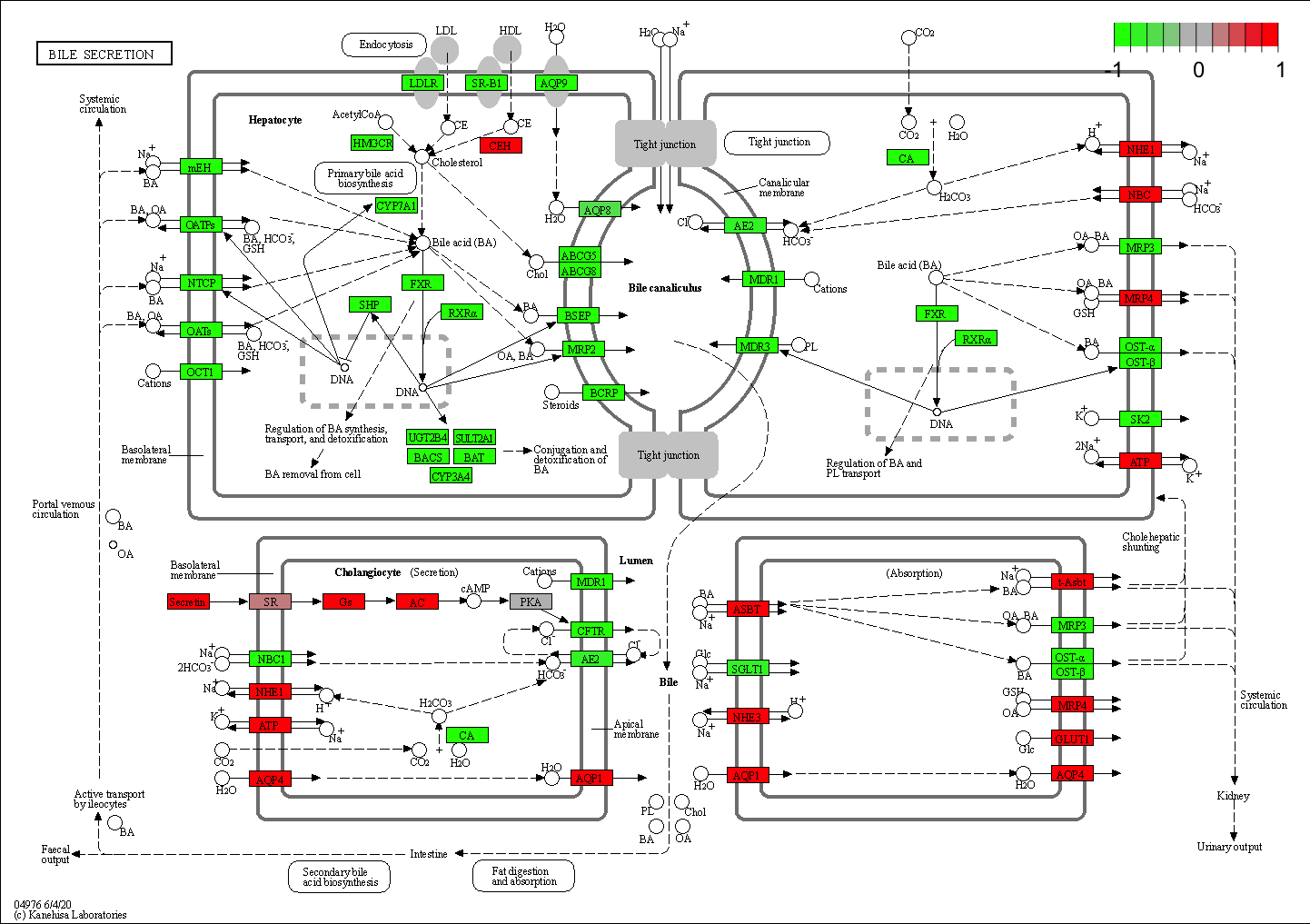 hsa04976.pathview.png