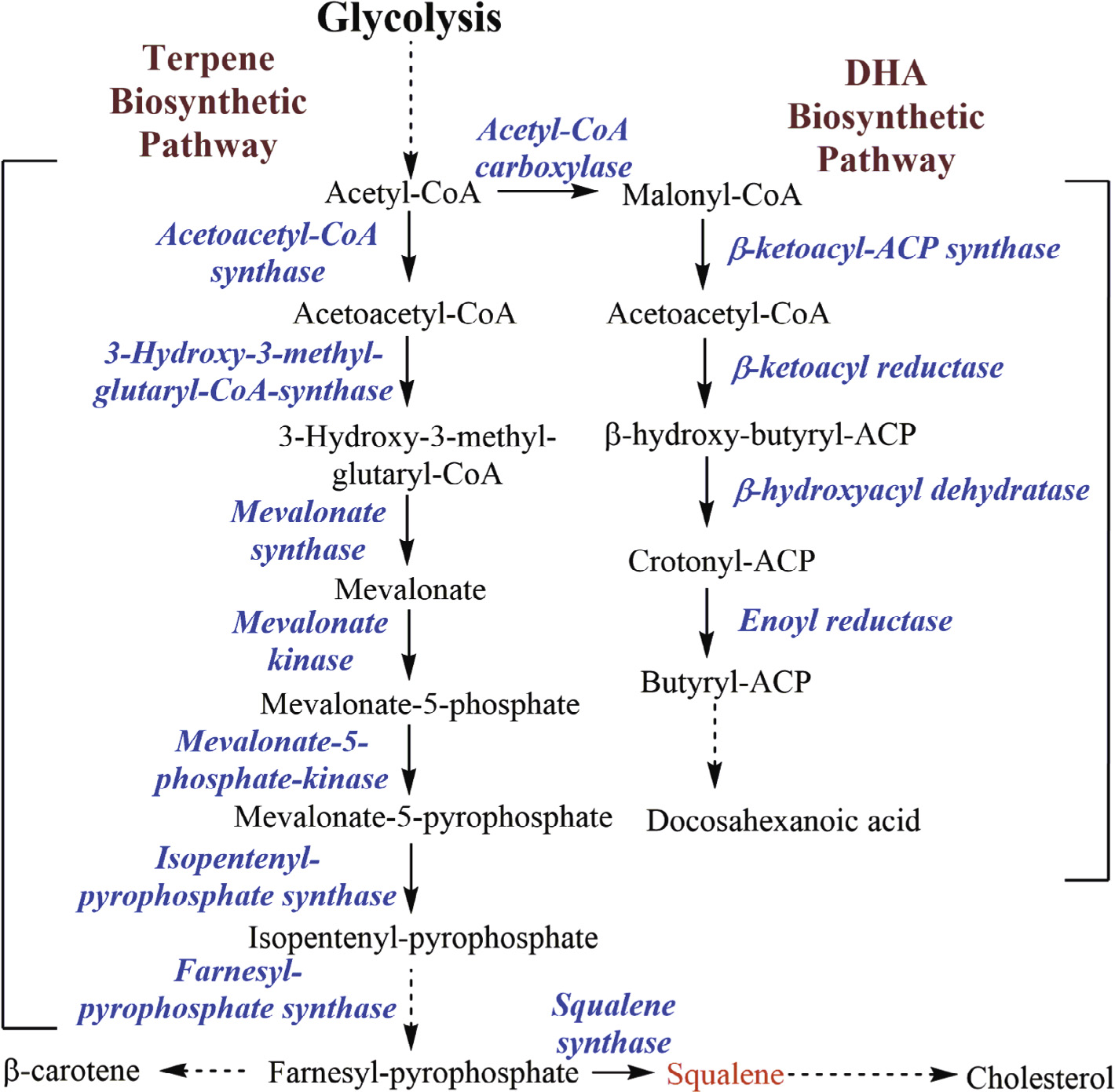 biosynth_path_2.jpg