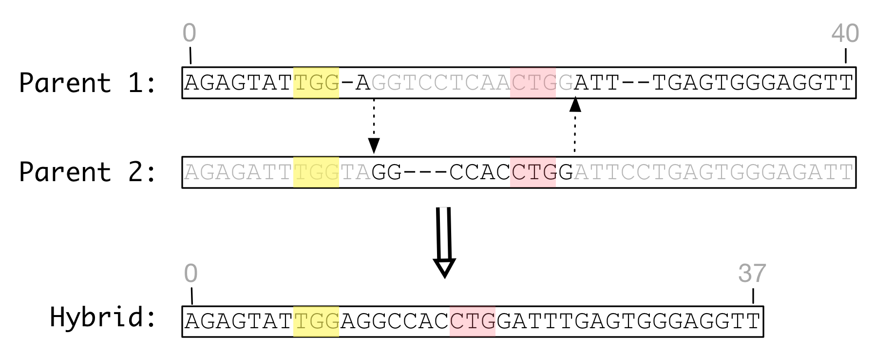 Homologous recombination