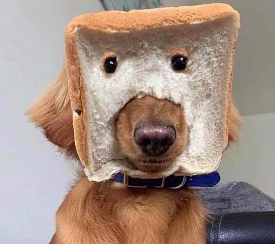 Dog with bread.jpg