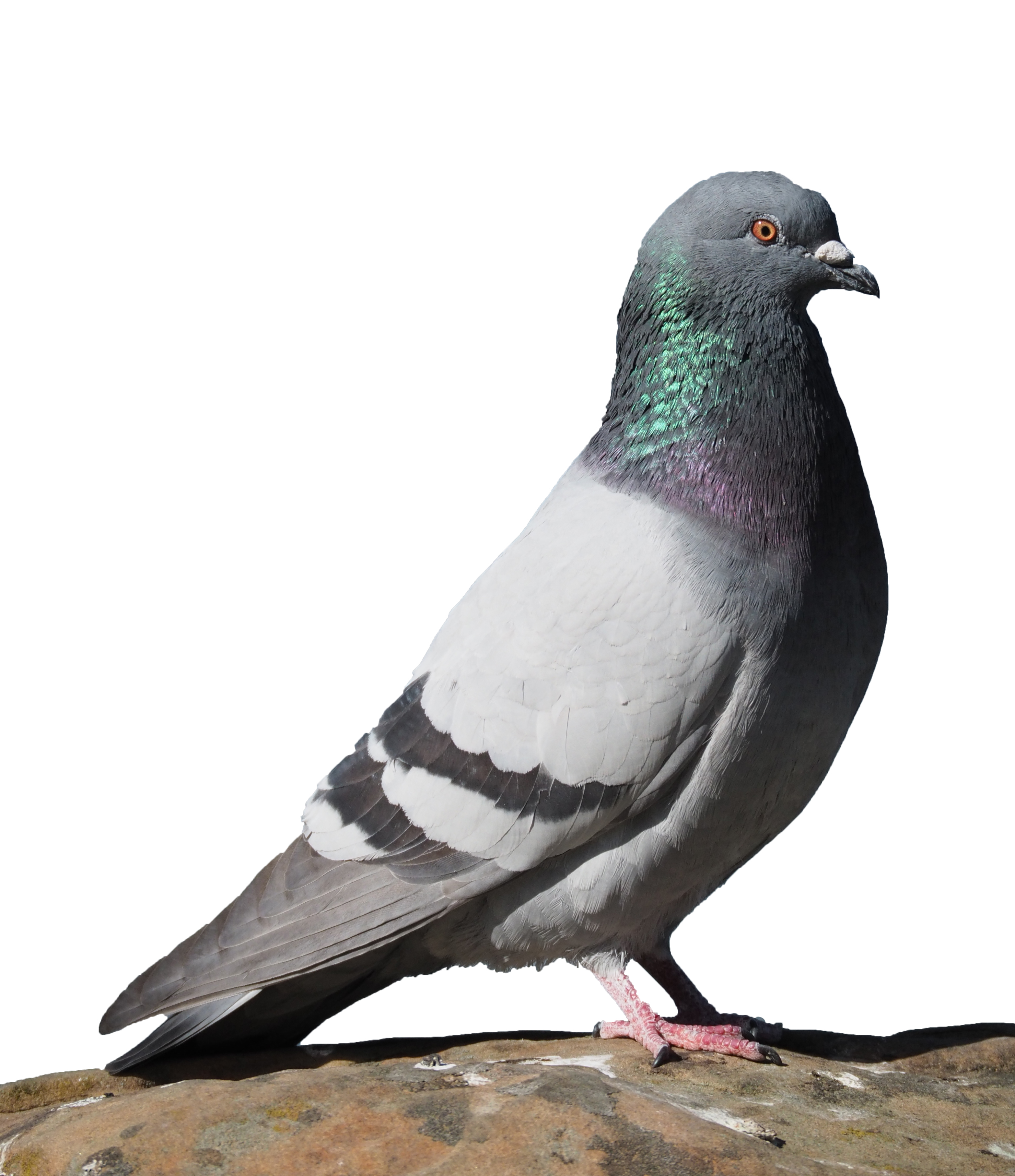 pigeon2.jpg