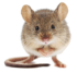 mouse.png