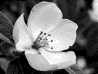 flower-bw.png