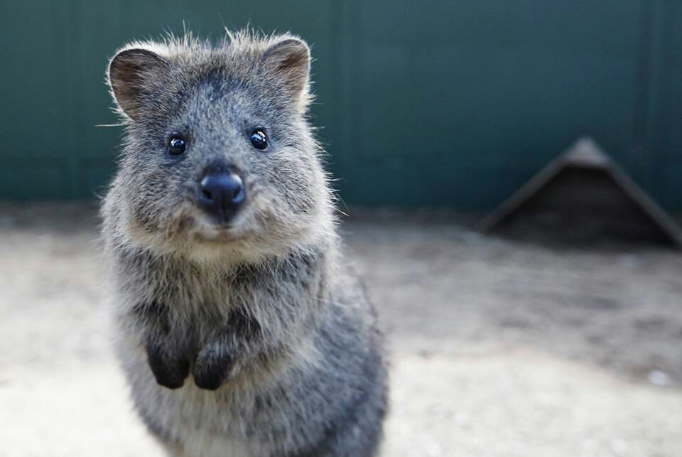 quokka.jpg