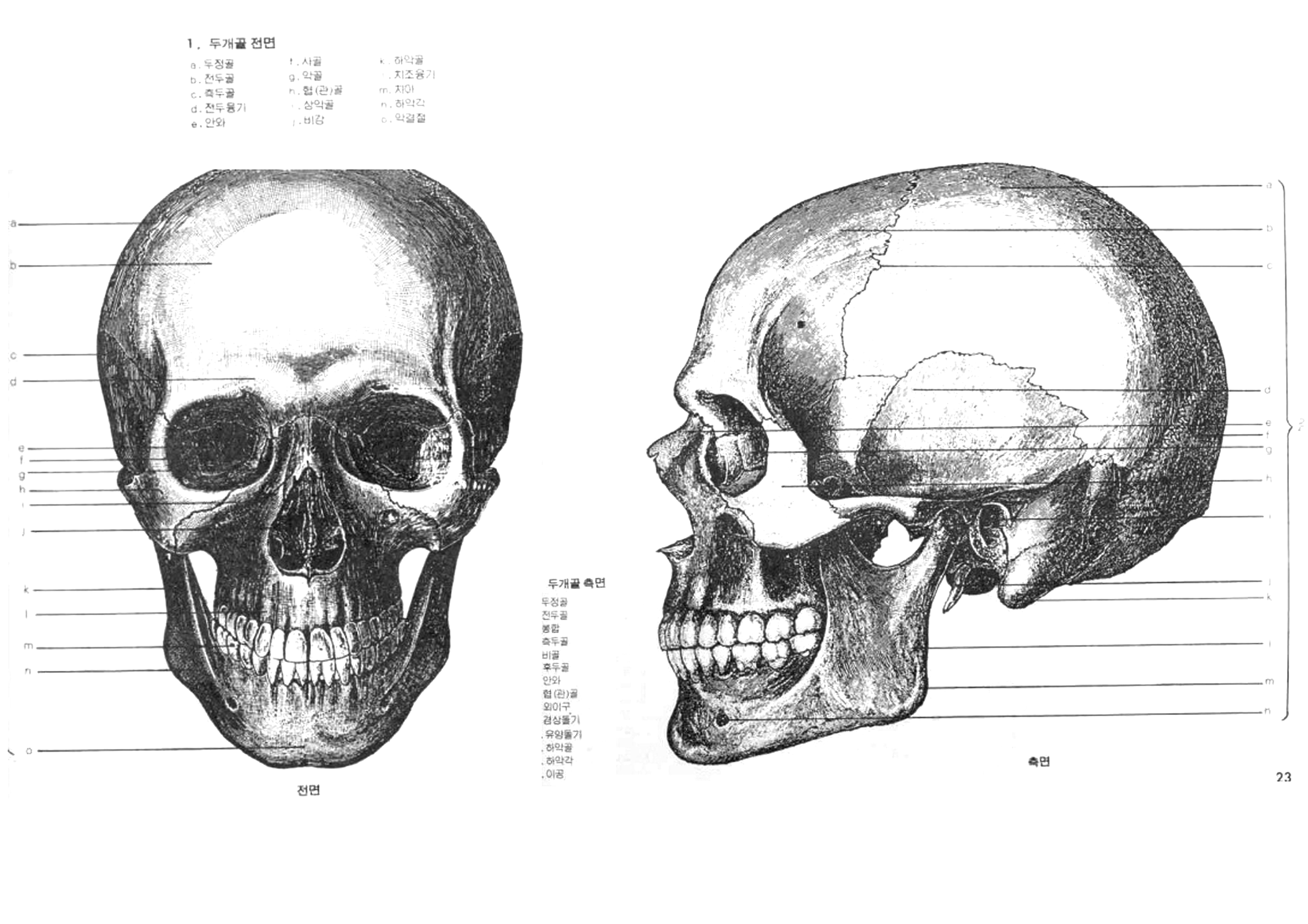 2-3 얼굴뼈.jpeg