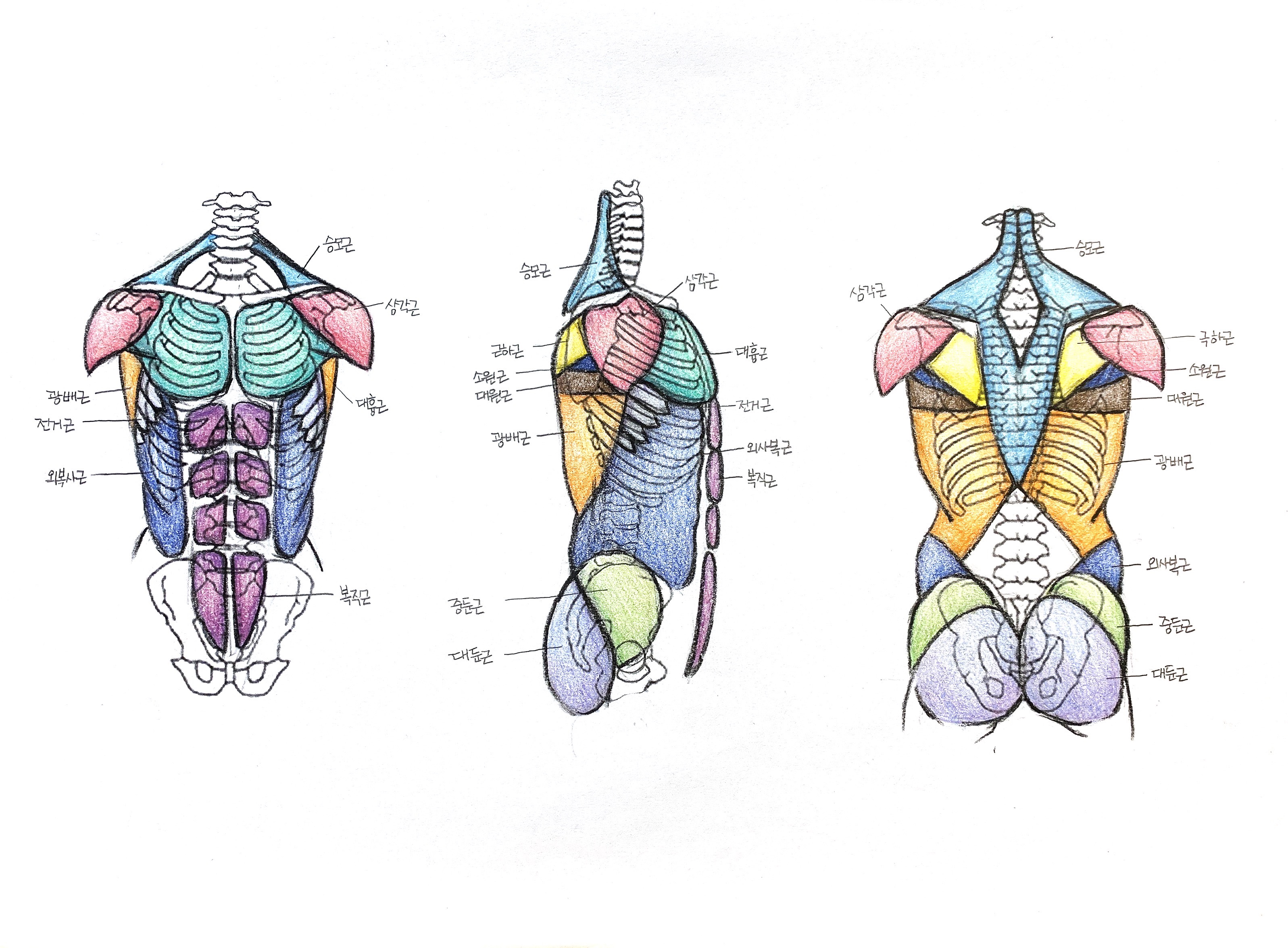 3-3 몸통근육.jpeg