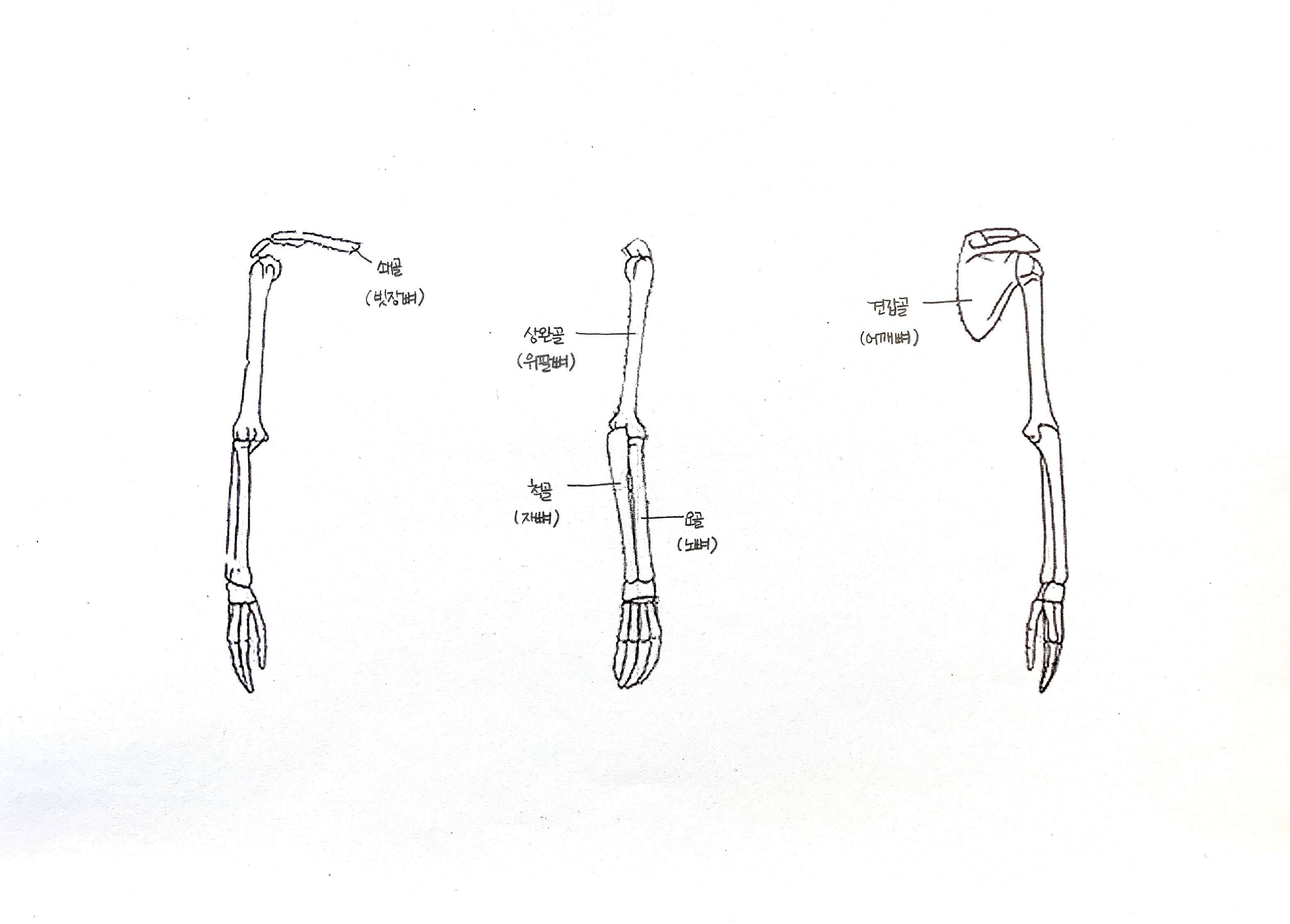 4-2 팔뼈.jpeg