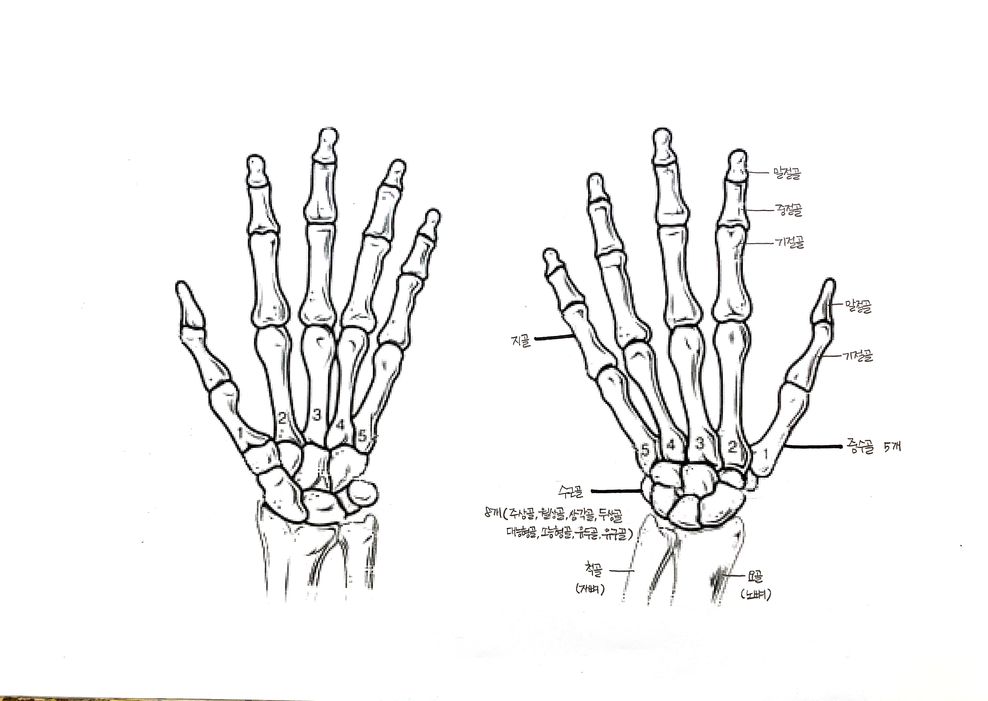 7-2 손의 뼈.jpeg