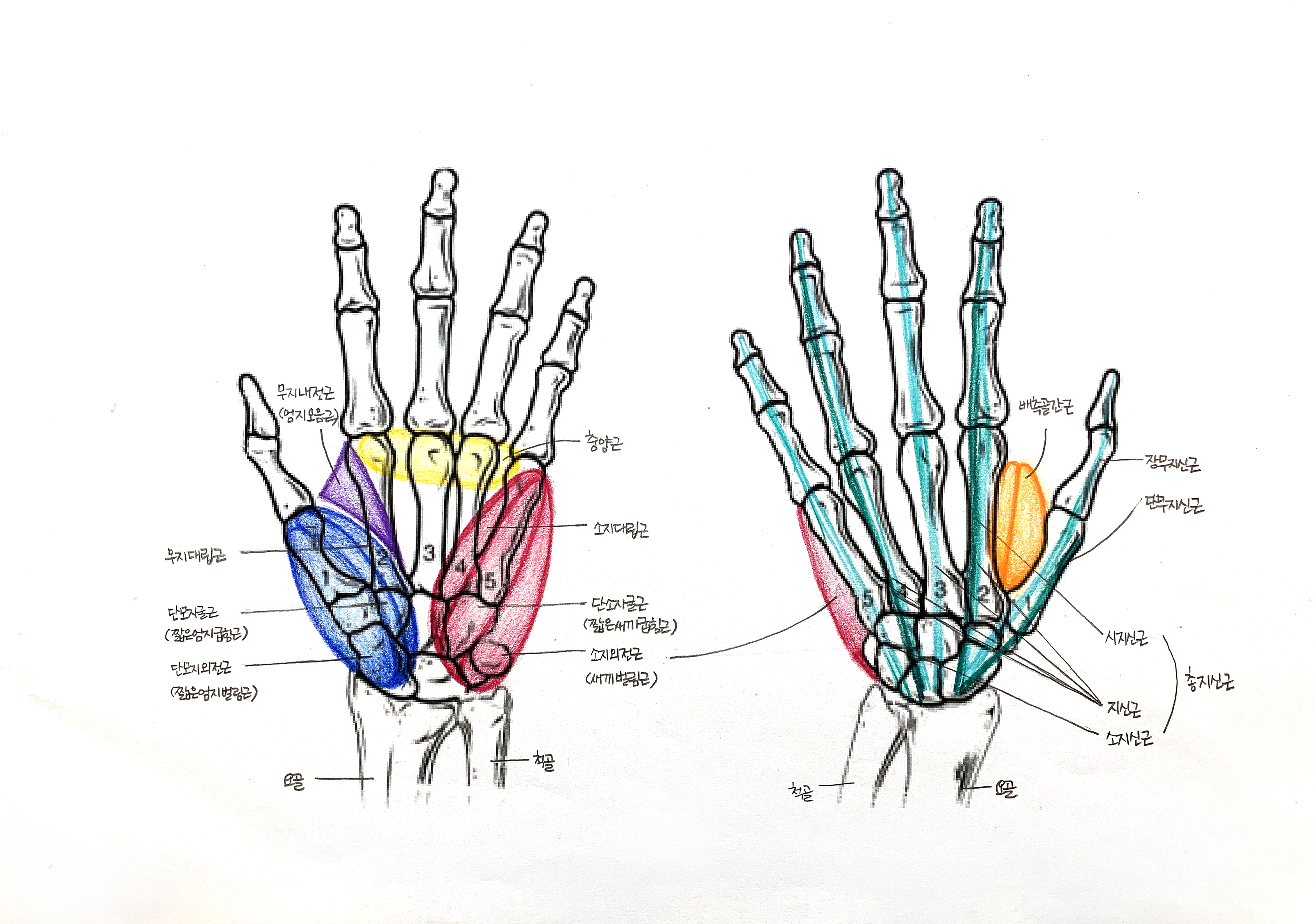 7-3 손의 근육.jpeg
