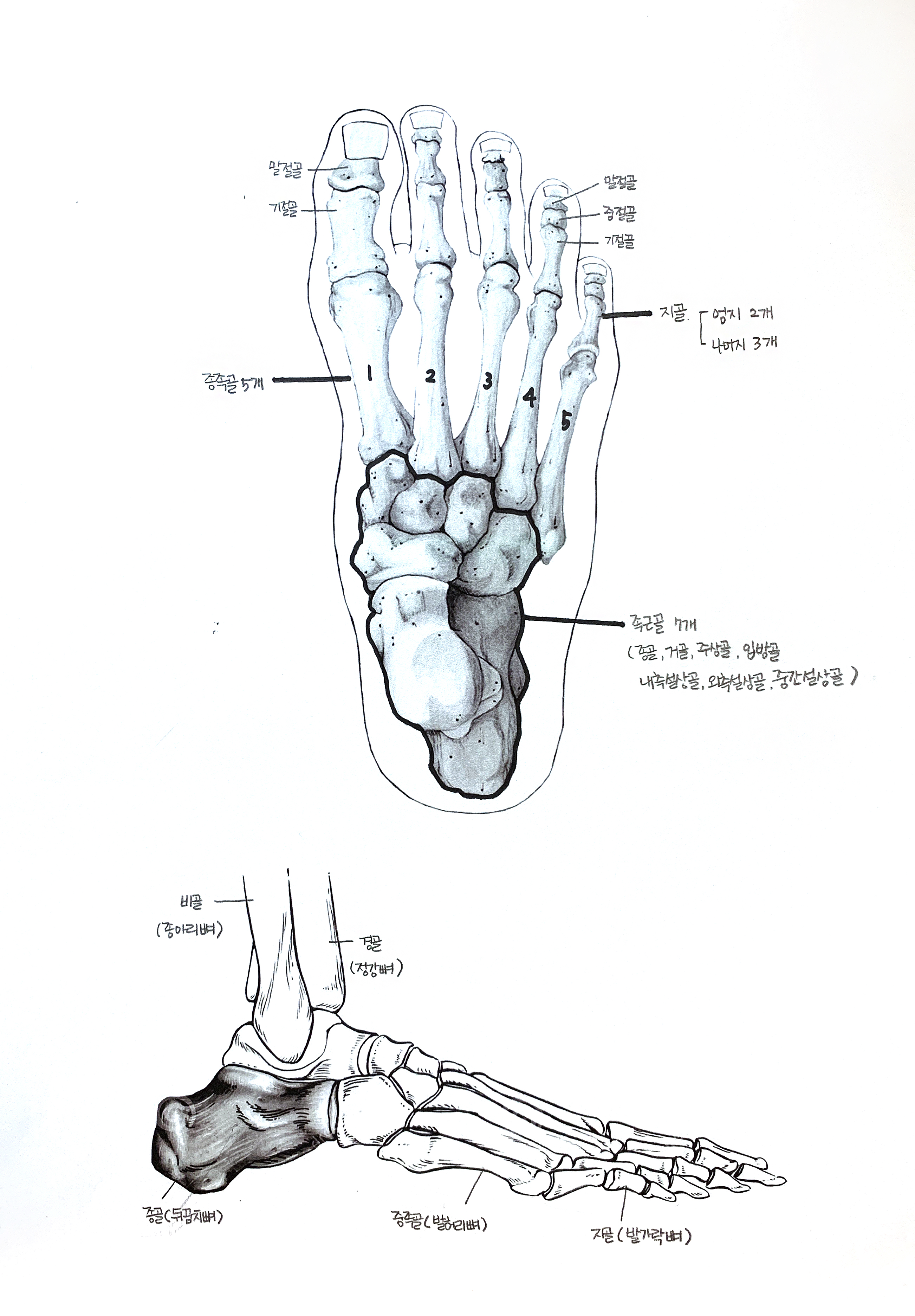 8-2 발의 뼈.jpeg