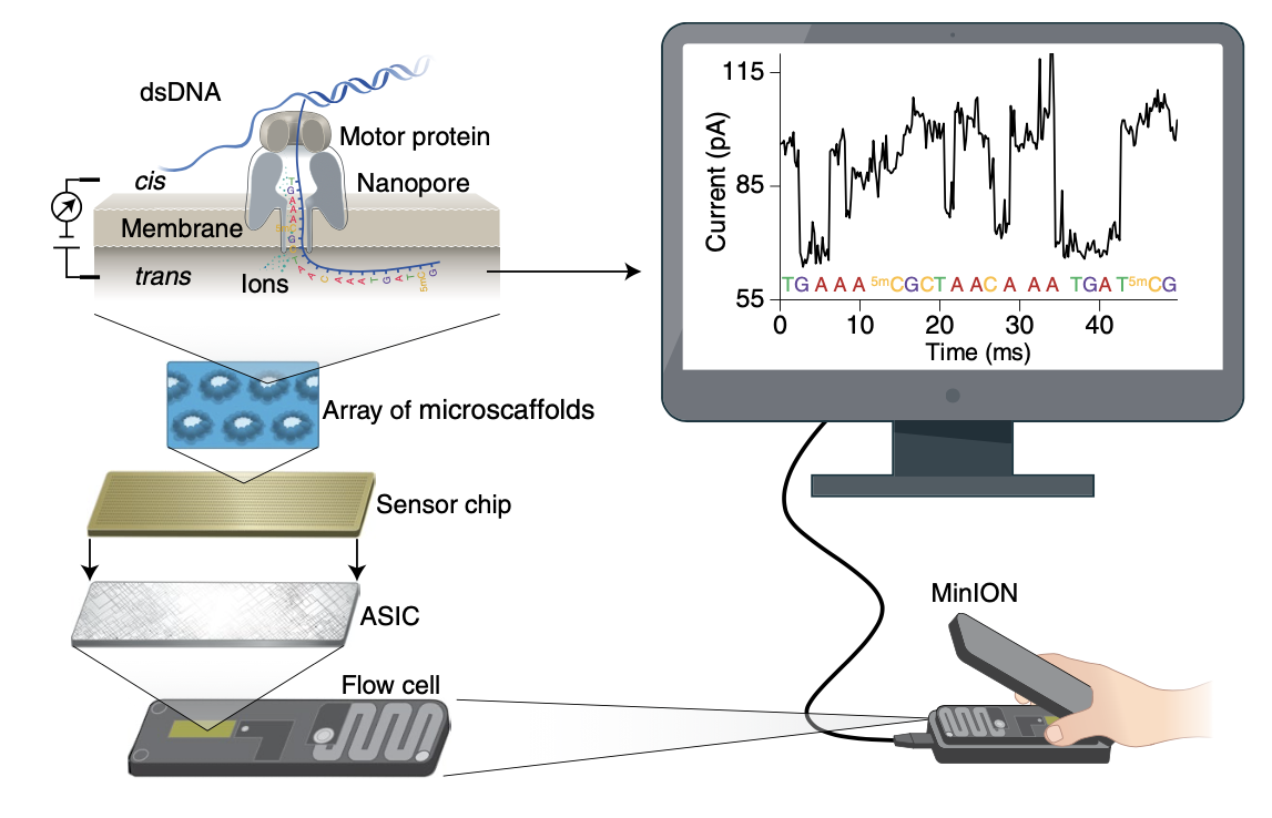 nanopore_principle.png